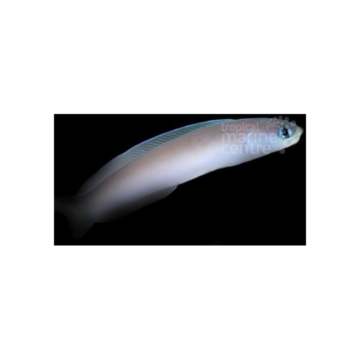 Hoplolatilus cuniculus - Tile Goby - Silver -
