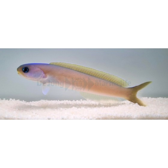 Hoplolatilus cuniculus - Tile Goby - Silver