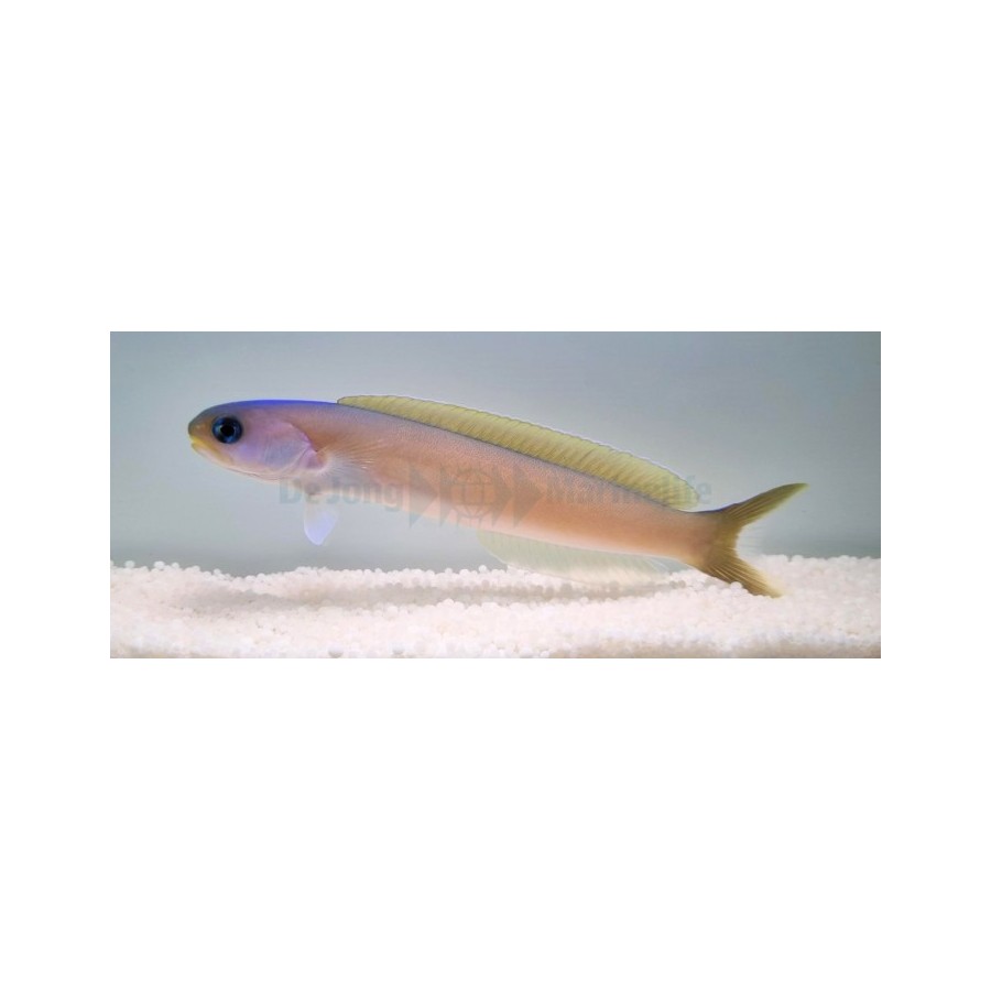 Hoplolatilus cuniculus - Tile Goby - Silver