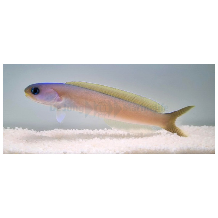 Hoplolatilus cuniculus - Tile Goby - Silver -