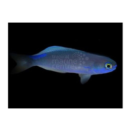Hoplolatilus fronticinctus - Tile Goby - Blue Flash