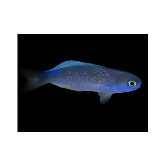 Hoplolatilus fronticinctus - Tile Goby - Blue Flash