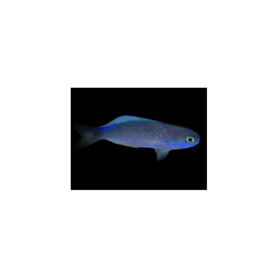 Hoplolatilus fronticinctus - Tile Goby - Blue Flash