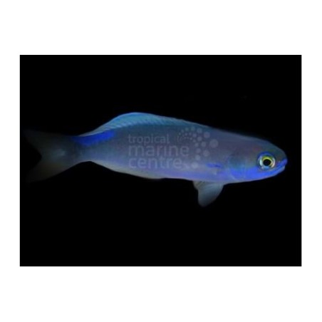 Hoplolatilus fronticinctus - Tile Goby - Blue Flash