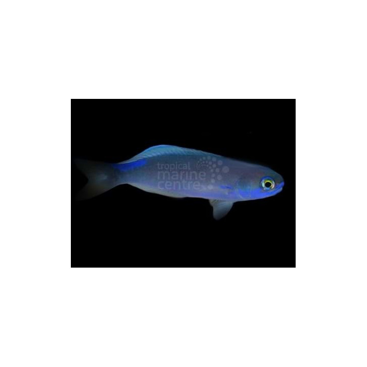 Hoplolatilus fronticinctus - Tile Goby - Blue Flash