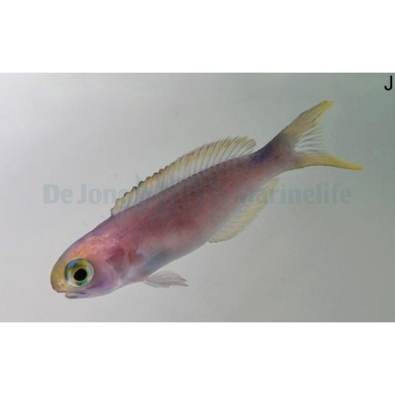 Hoplolatilus fronticinctus - Tile Goby - Blue Flash