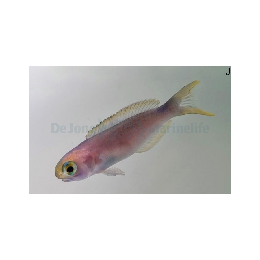 Hoplolatilus fronticinctus - Tile Goby - Blue Flash