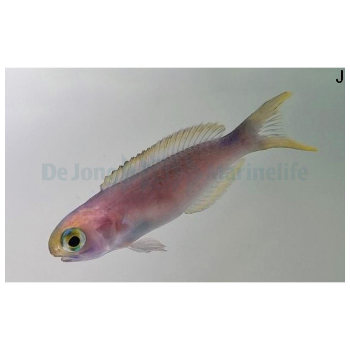 Hoplolatilus fronticinctus - Tile Goby - Blue Flash