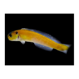 Hoplolatilus luteus - Tile Goby - Sulphur