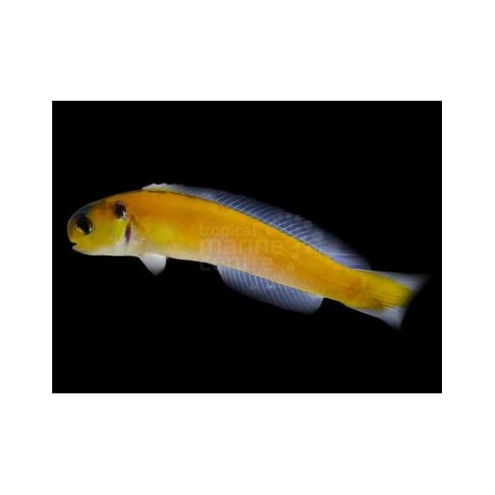 Hoplolatilus luteus - Tile Goby - Sulphur