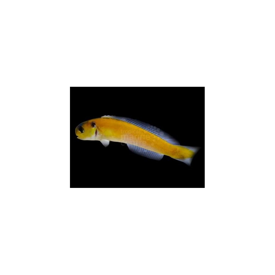 Hoplolatilus luteus - Tile Goby - Sulphur