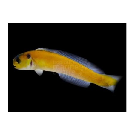 Hoplolatilus luteus - Tile Goby - Sulphur