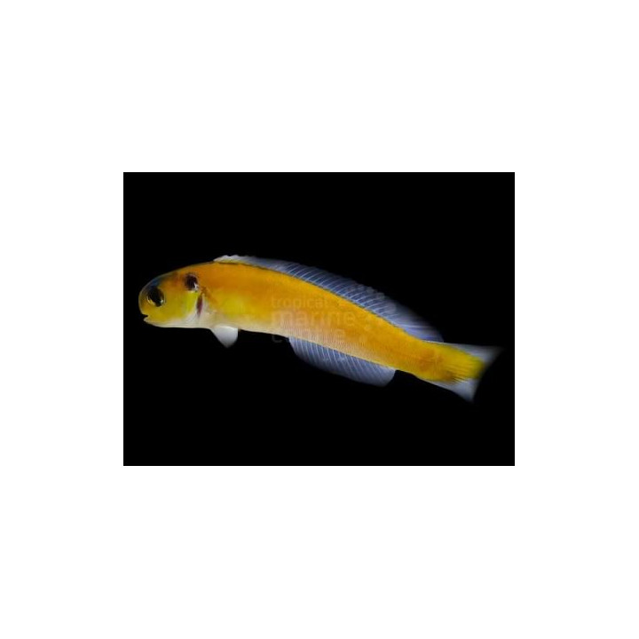 Hoplolatilus luteus - Tile Goby - Sulphur