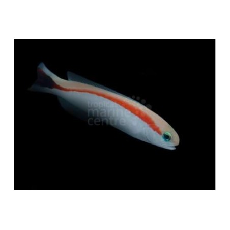 Hoplolatilus marcosi - Tile Goby - Skunk