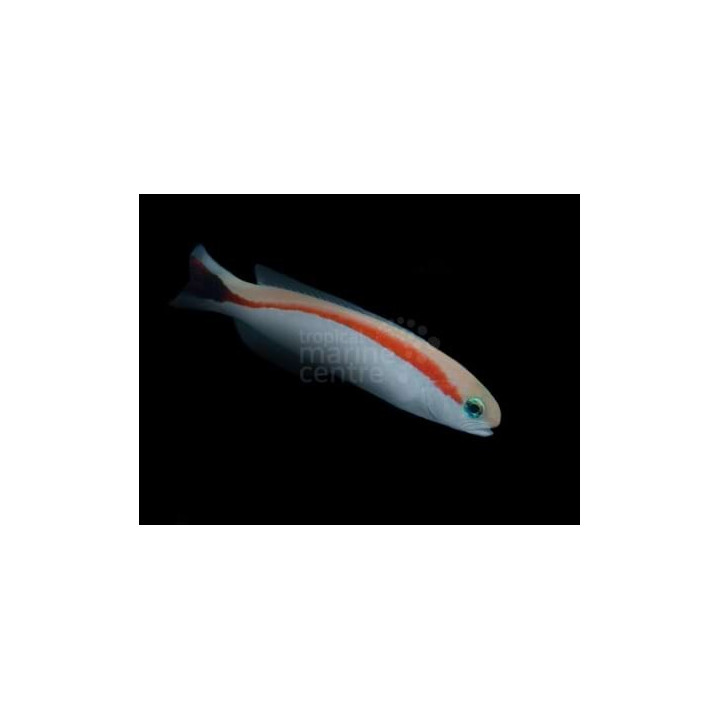 Hoplolatilus marcosi - Tile Goby - Skunk
