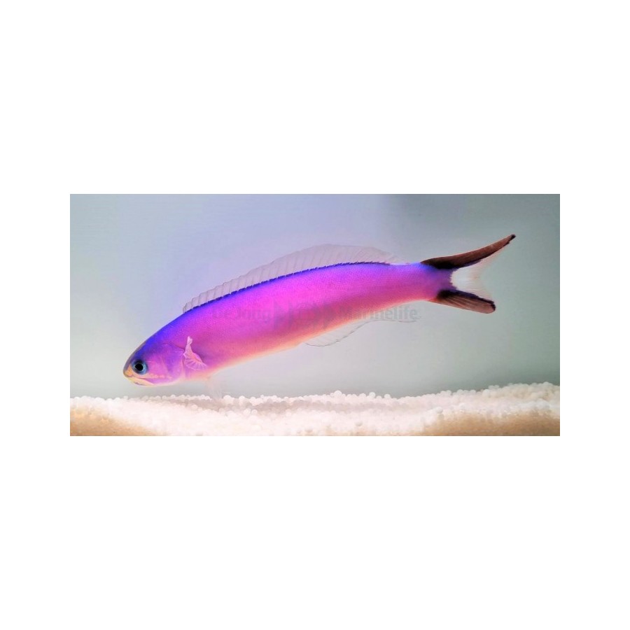 Hoplolatilus purpureus - Tile Goby - Purple