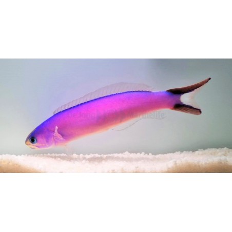 Hoplolatilus purpureus - Tile Goby - Purple