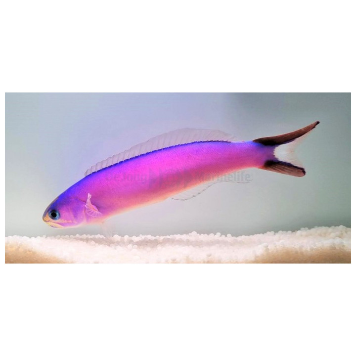 Hoplolatilus purpureus - Tile Goby - Purple