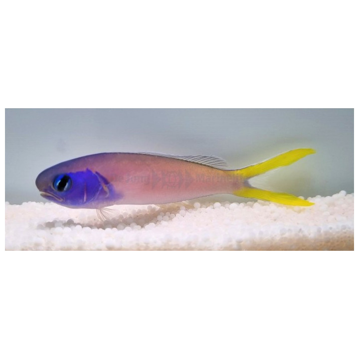 Hoplolatilus starcki - Tile Goby - Bluethroat