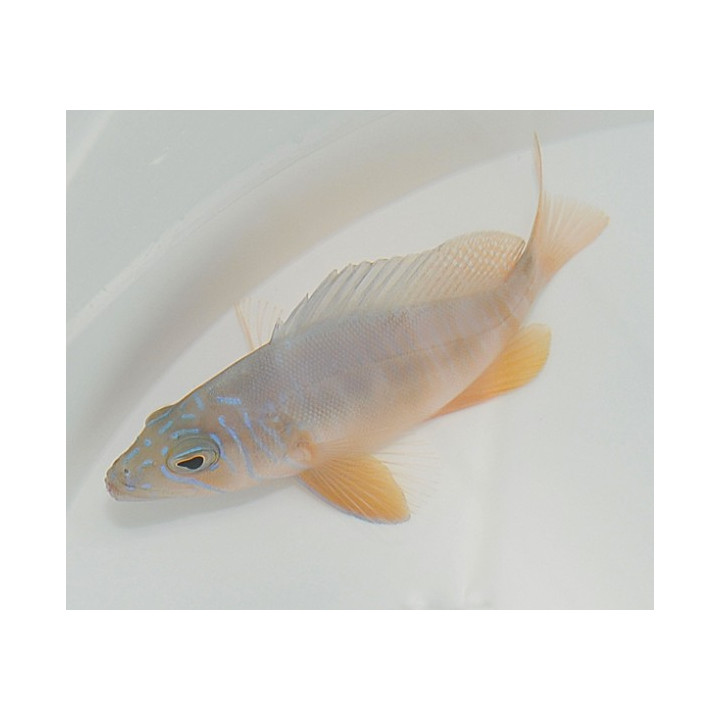 Hypoplectrus aberrans