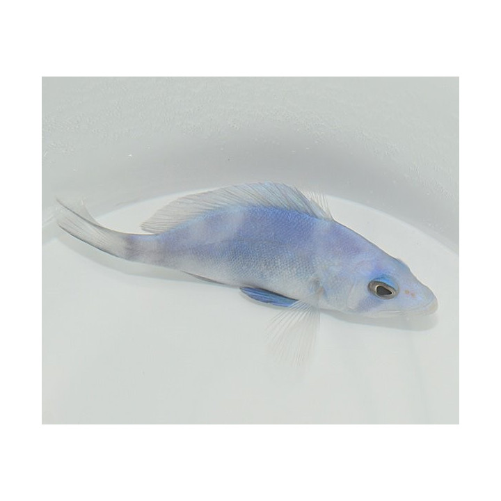Hypoplectrus gemma - Hamlet - Blue