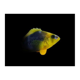 Hypoplectrus guttavarius - Hamlet - Shy
