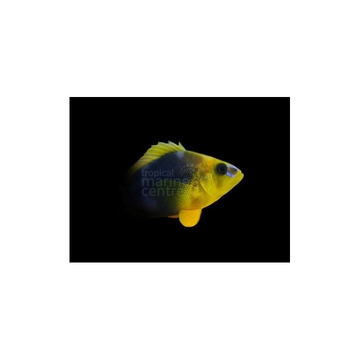 Hypoplectrus guttavarius - Hamlet - Shy