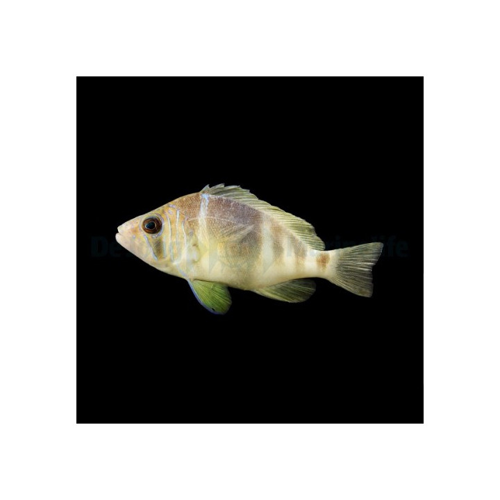 Hypoplectrus puella -