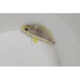 Hypoplectrus unicolor
