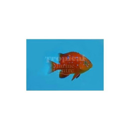 Hypsypops rubicunda - Garibaldi