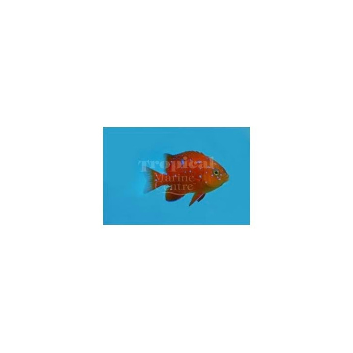 Hypsypops rubicunda - Garibaldi