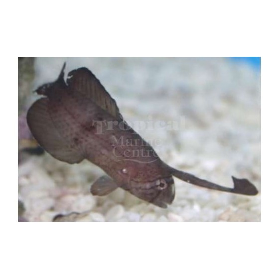 Iniistius pavo - Cockerel Wrasse