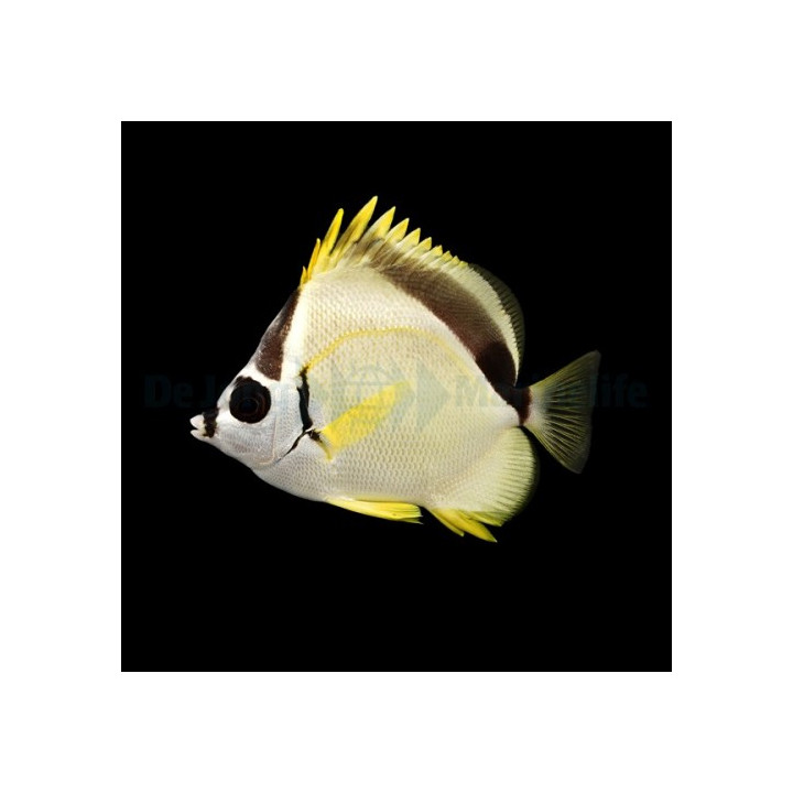 Johnrandallia nigrirostris - Putsariperhokala