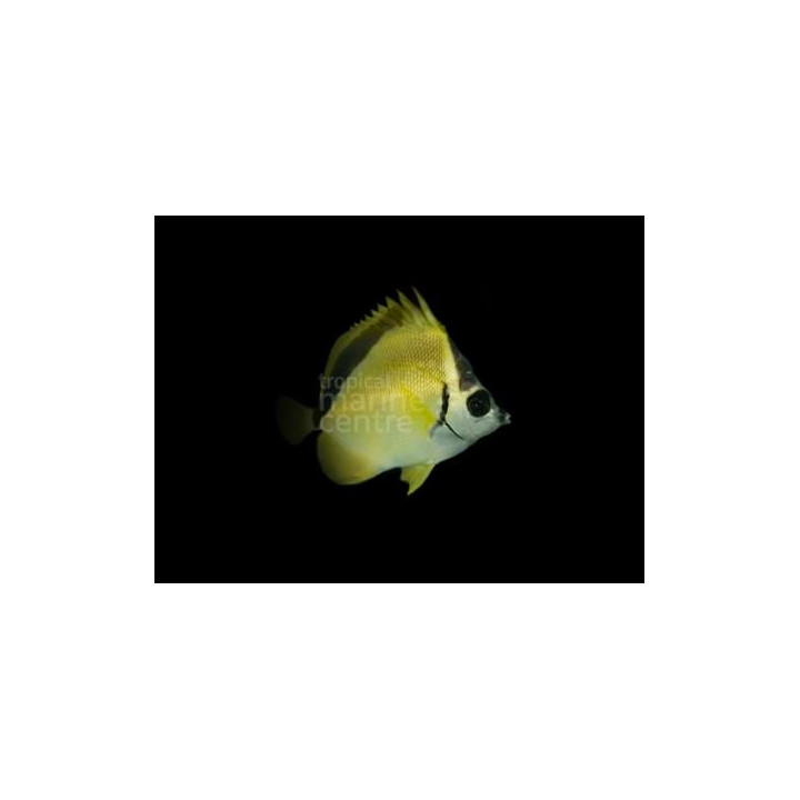 Johnrandallia nigrirostris - Putsariperhokala
