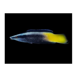 Labroides bicolor – Meteor Cleaner Wrasse | Reef safe mutta vaativa puhdistajakala