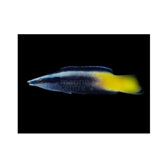 Labroides bicolor - Meteor Cleaner Wrasse