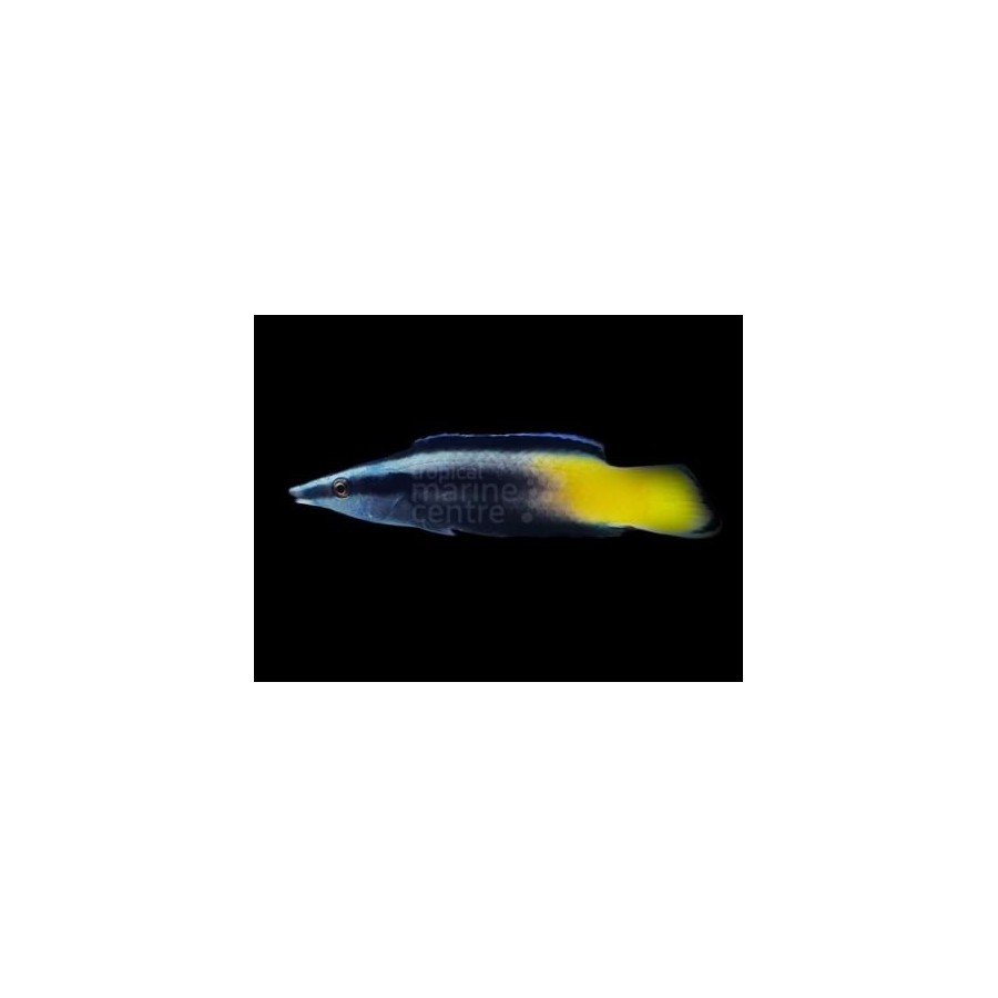 Labroides bicolor - Meteor Cleaner Wrasse