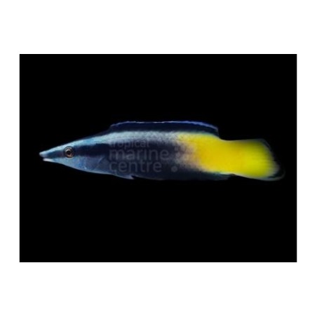 Labroides bicolor - Meteor Cleaner Wrasse