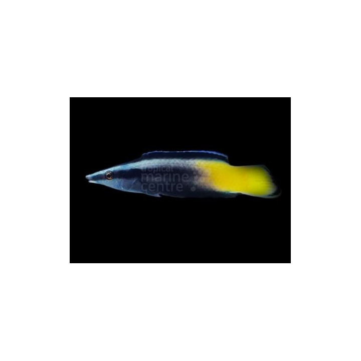Labroides bicolor – Meteor Cleaner Wrasse | Reef safe mutta vaativa puhdistajakala