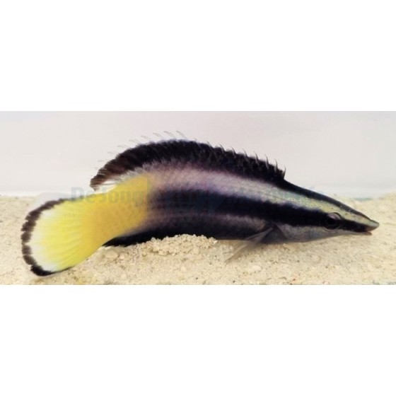 Labroides bicolor - Meteor Cleaner Wrasse