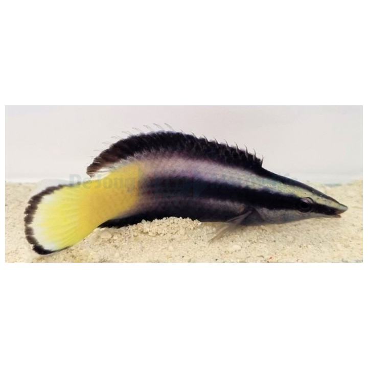 Labroides bicolor – Meteor Cleaner Wrasse | Reef safe mutta vaativa puhdistajakala