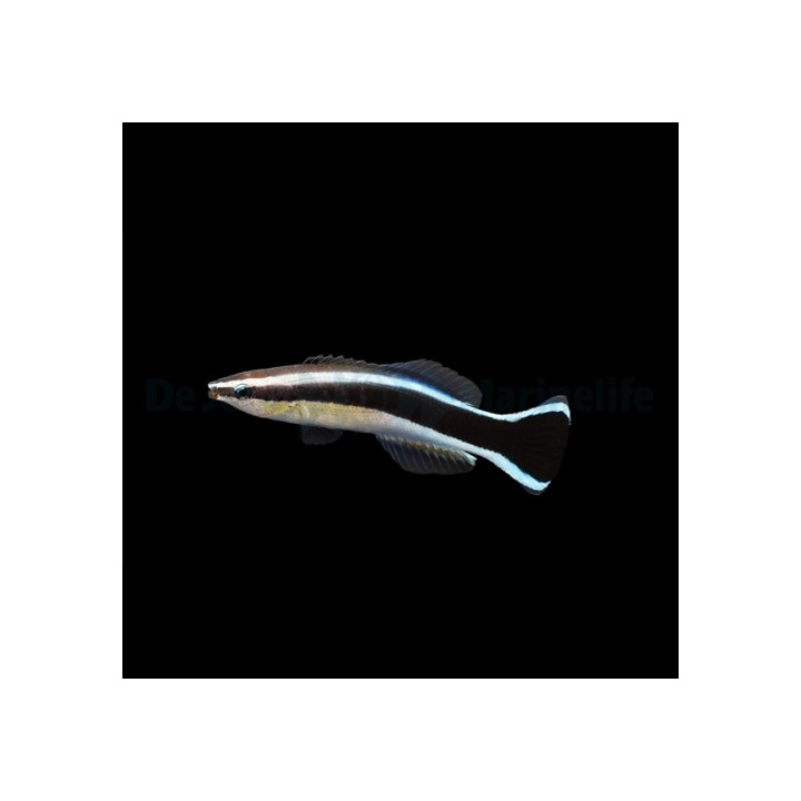 Puhdistajakala (Labroides dimidiatus), hyödyllinen huolikala merivesiakvaarioon