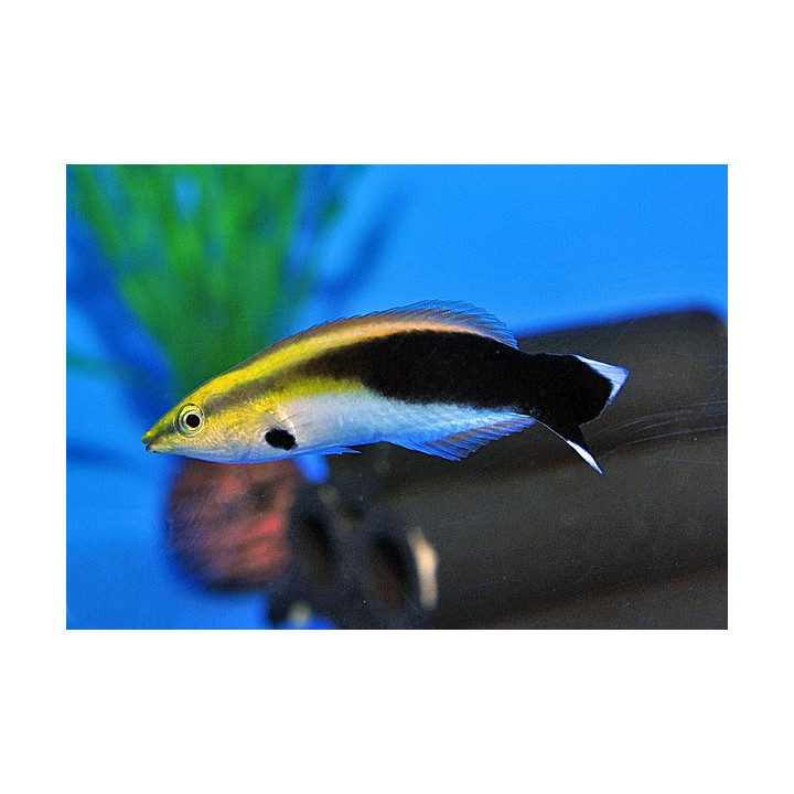 Labroides pectoralis - Orange Cleaner Wrasse