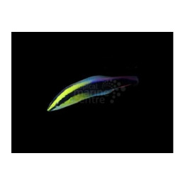Labroides phthirophagus - Hawaiian Cleaner Wrasse