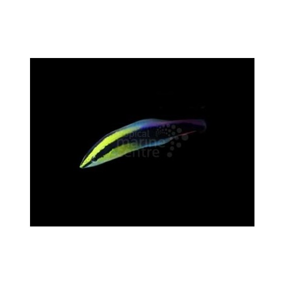 Labroides phthirophagus - Hawaiian Cleaner Wrasse