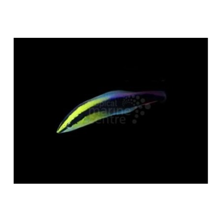 Labroides phthirophagus - Hawaiian Cleaner Wrasse