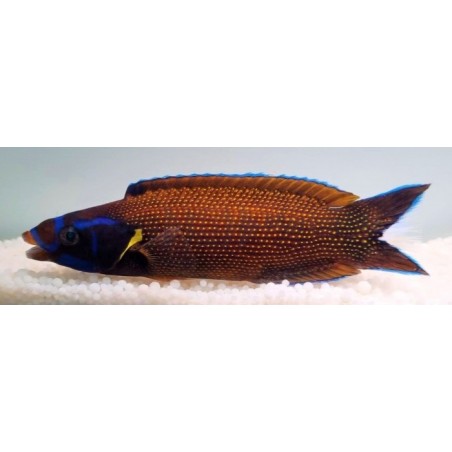 Labropsis xanthonota - Comet Wrasse