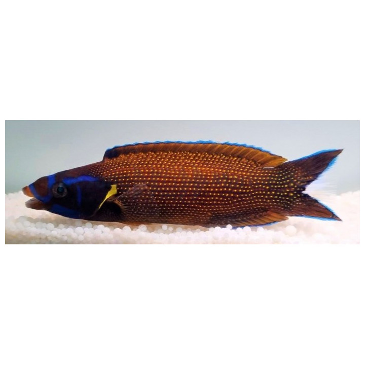 Labropsis xanthonota - Comet Wrasse -