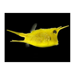 Lactoria cornuta - Long Horn Cowfish