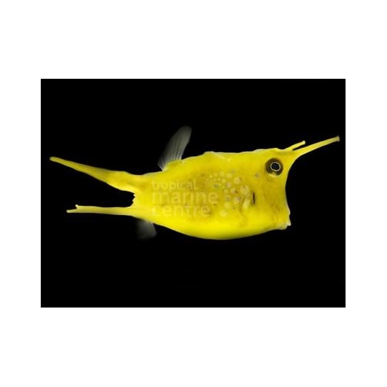 Lactoria cornuta - Long Horn Cowfish